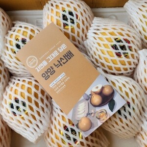 맞이터농원 양양낙산배 화산배(11과)